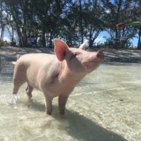 Spanish Wells Swimming Pigs