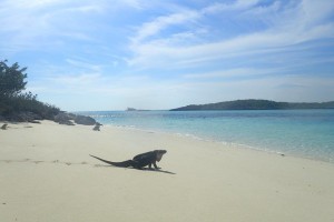 Bahamas Iguana