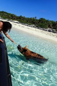 SWIMMING PIGS EXUMA