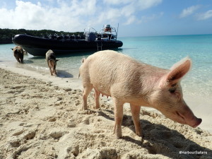 Swimming Pigs Exuma