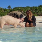 Cuddle with the swimming pigs!