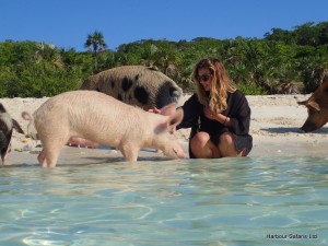 Cuddle with the swimming pigs!