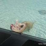 Swimming Pigs Nassau