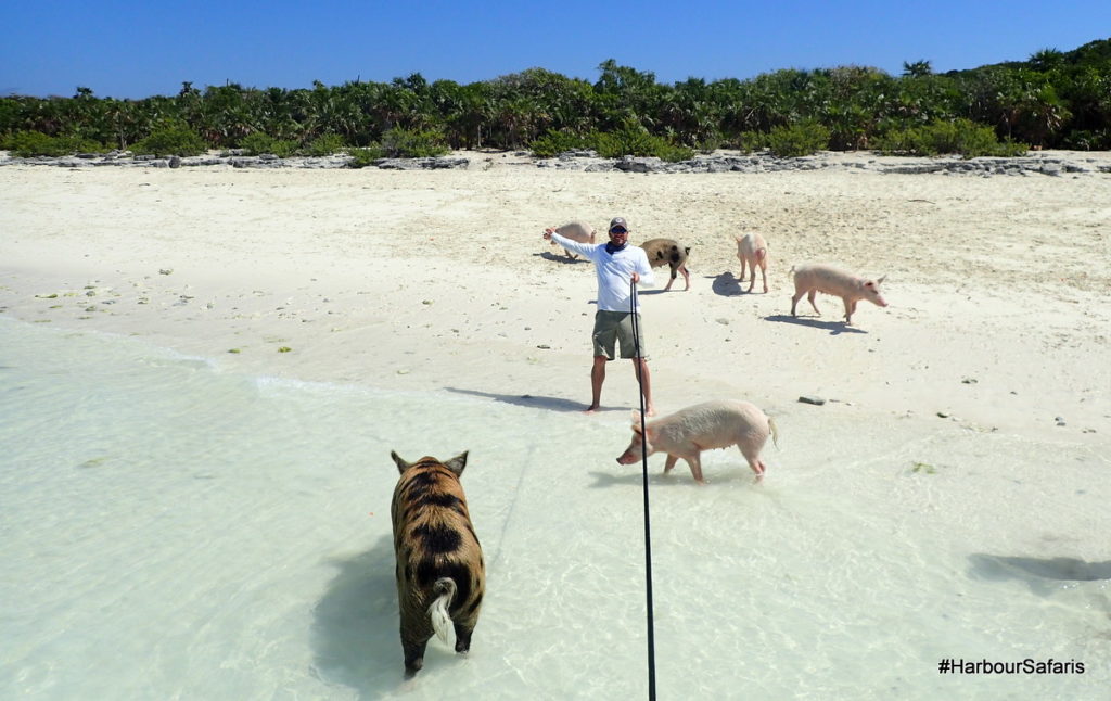 Swimming Pigs of Exuma