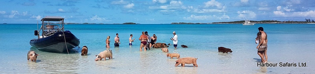 Top Swimming Pig Tour Nassau