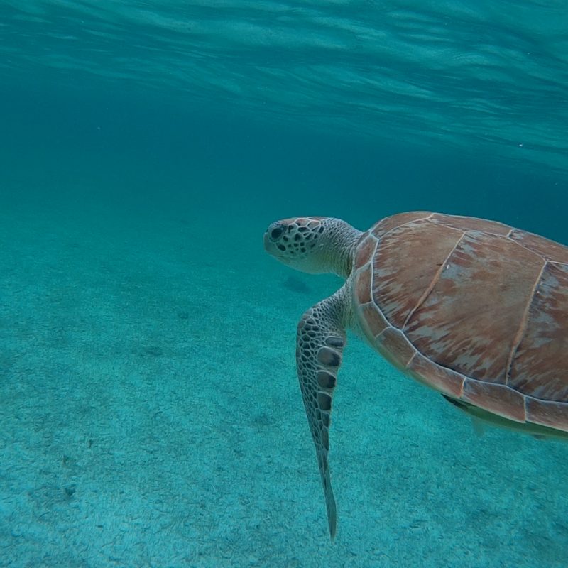 Rose Island Snorkel Turtle